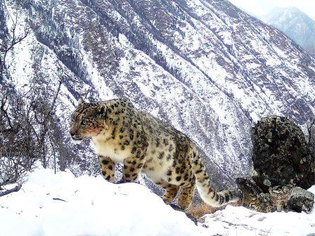 LEOPARDO DELLE NEVI.jpg