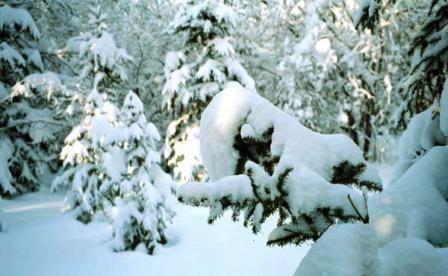 NEL BOSCO ERA NATO UN ALBERELLO 6.jpg